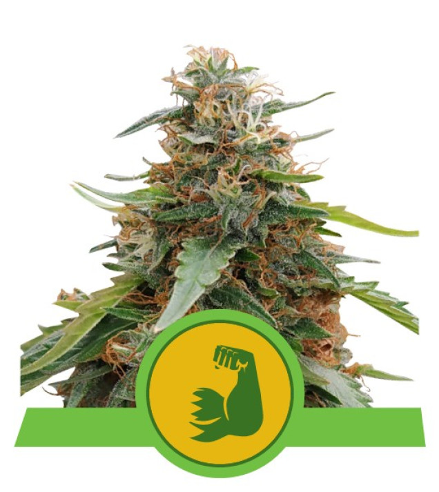 Hulkberry Auto REBAJAS