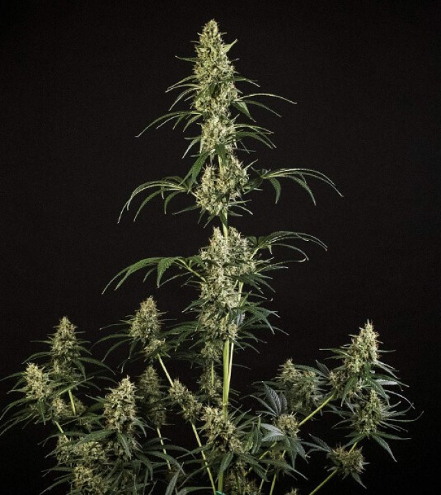 Hulkberry Auto REBAJAS