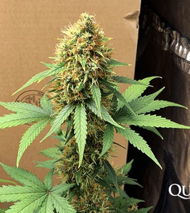 Hulkberry Auto REBAJAS