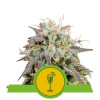 Mimosa Automatic REBAJAS