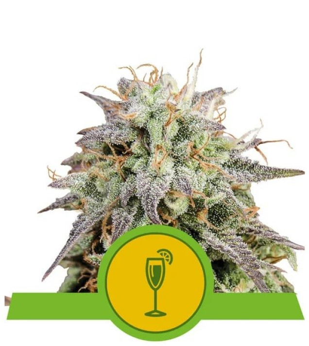 Mimosa Automatic REBAJAS