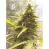 Northern Light Automatic REBAJAS