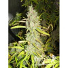 Northern Light Automatic REBAJAS