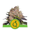 Purple Queen Auto REBAJAS