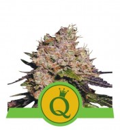 Purple Queen Auto REBAJAS
