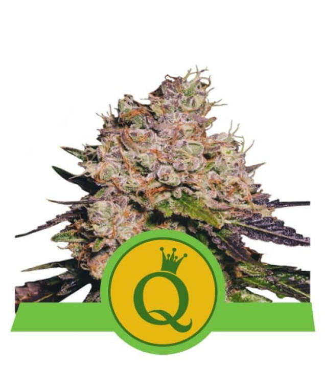 Purple Queen Auto REBAJAS