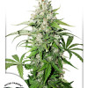 Auto Cinderella Jack REBAJAS