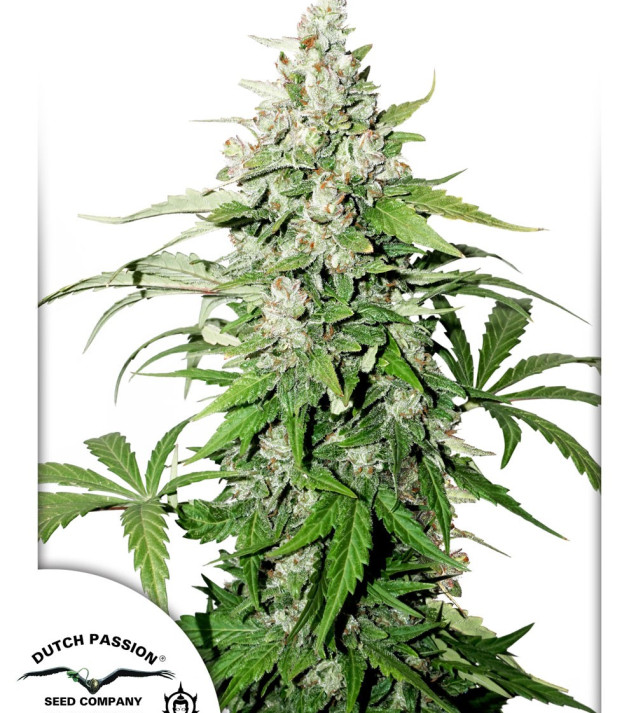 Auto Cinderella Jack REBAJAS