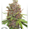 Auto Glueberry O.G. REBAJAS