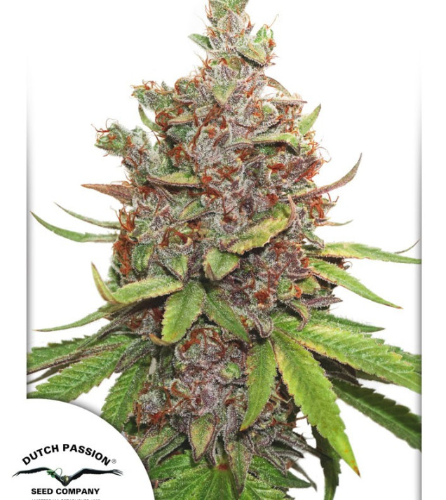 Auto Glueberry O.G. REBAJAS