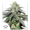 Auto Skywalker Haze REBAJAS