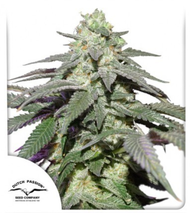 Auto Skywalker Haze REBAJAS