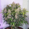 Auto Skywalker Haze REBAJAS