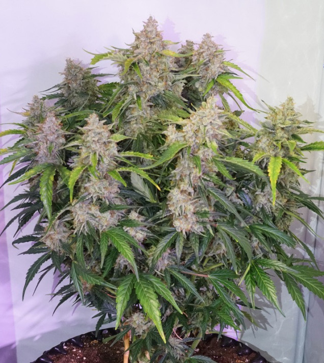 Auto Skywalker Haze REBAJAS