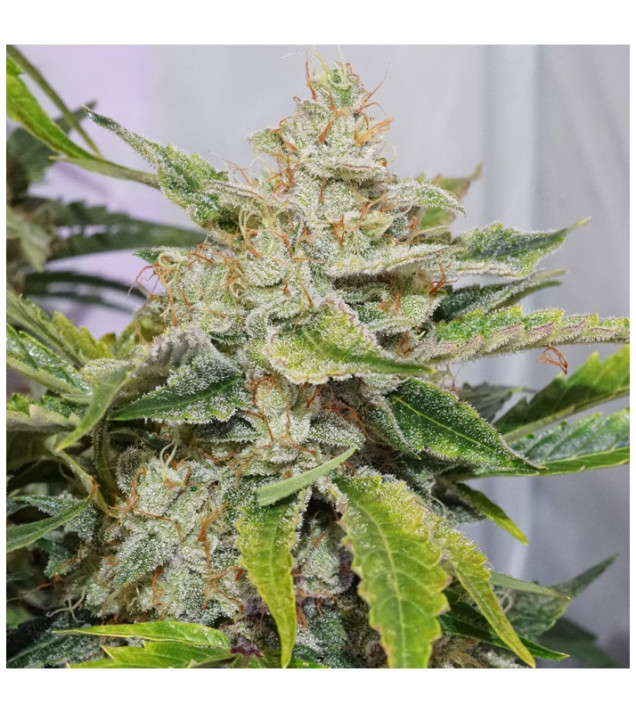 Auto Skywalker Haze REBAJAS
