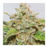 Auto Skywalker Haze REBAJAS