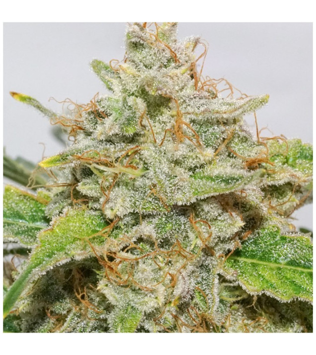 Auto Skywalker Haze REBAJAS