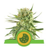 Royal Cookies Autoflowering REBAJAS