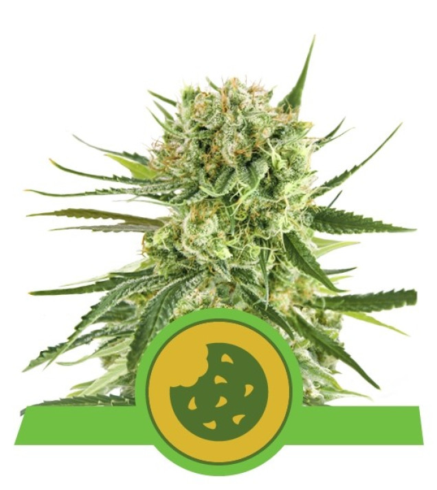Royal Cookies Autoflowering REBAJAS