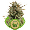 Amnesia Haze Automatic REBAJAS