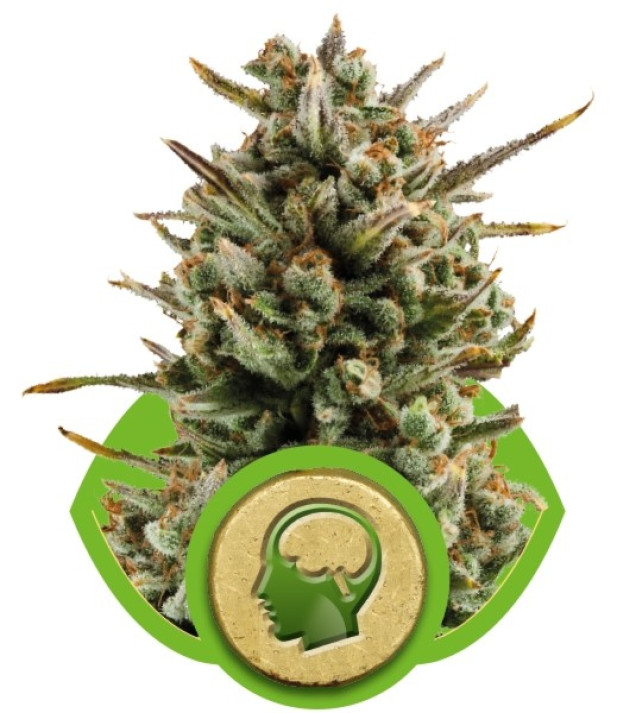 Amnesia Haze Automatic REBAJAS