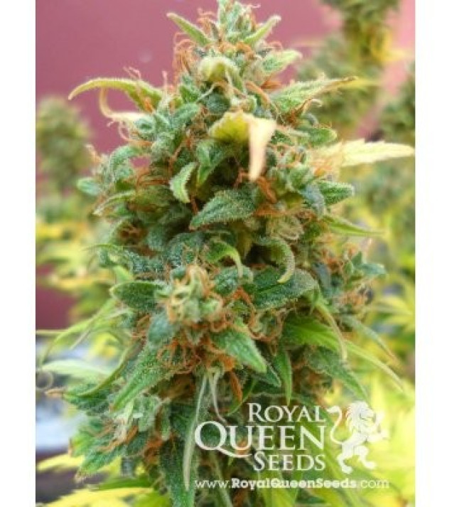 Amnesia Haze Automatic REBAJAS