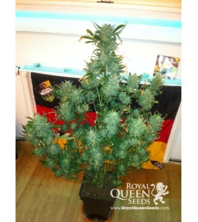 Amnesia Haze Automatic REBAJAS