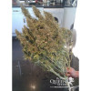 Amnesia Haze Automatic REBAJAS