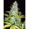 Amnesia Haze Automatic REBAJAS