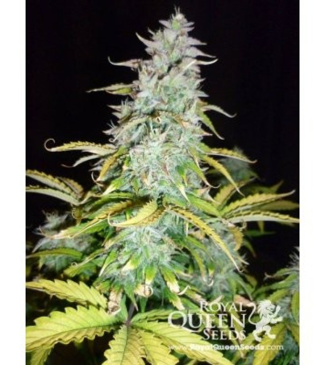 Amnesia Haze Automatic REBAJAS