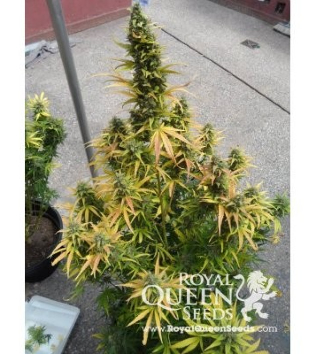 Amnesia Haze Automatic REBAJAS