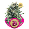 Blue Cheese REBAJAS