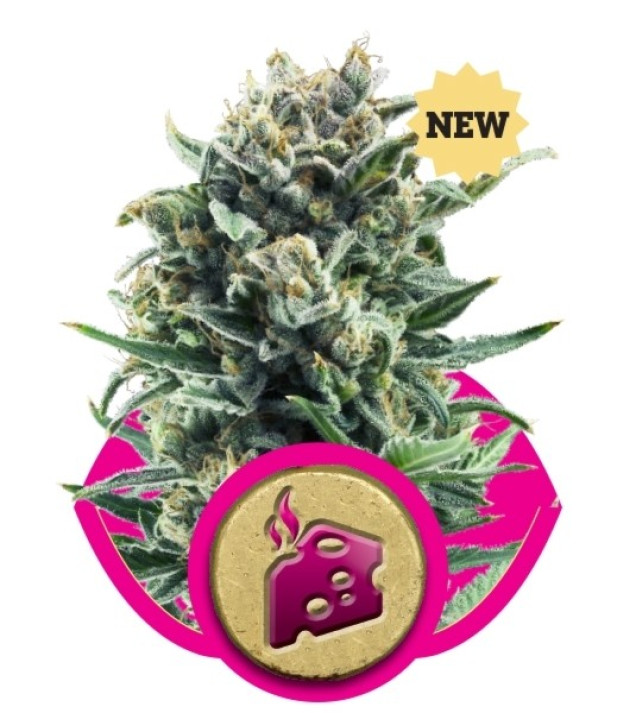 Blue Cheese REBAJAS