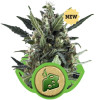 Blue Cheese Automatic REBAJAS