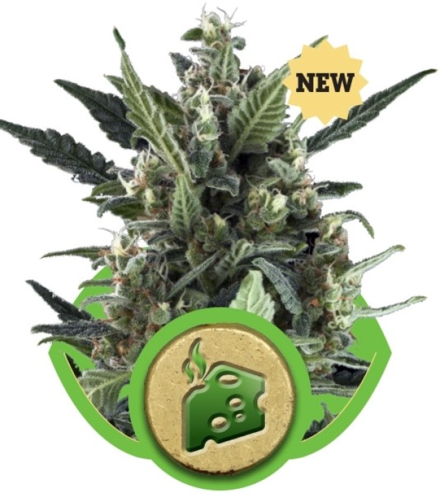 Blue Cheese Automatic REBAJAS