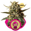 BubbleGum XL REBAJAS