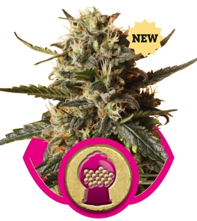 BubbleGum XL REBAJAS