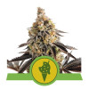 Cookies Gelato Auto REBAJAS