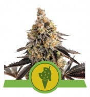 Cookies Gelato Auto REBAJAS