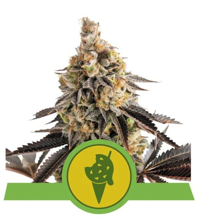 Cookies Gelato Auto REBAJAS