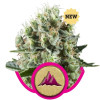 Critical Kush REBAJAS