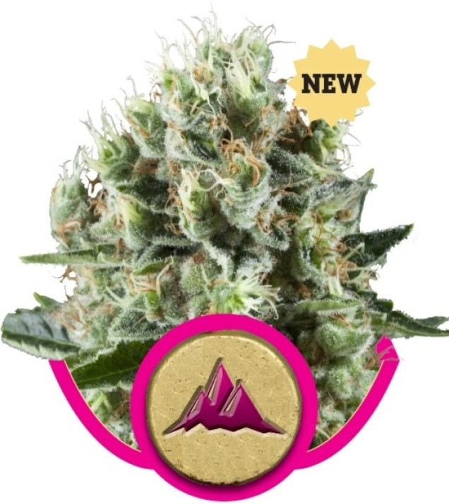 Critical Kush REBAJAS