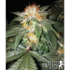 Critical Kush REBAJAS