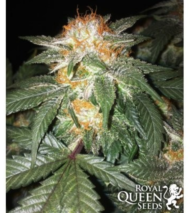 Critical Kush REBAJAS