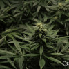 Critical Kush REBAJAS