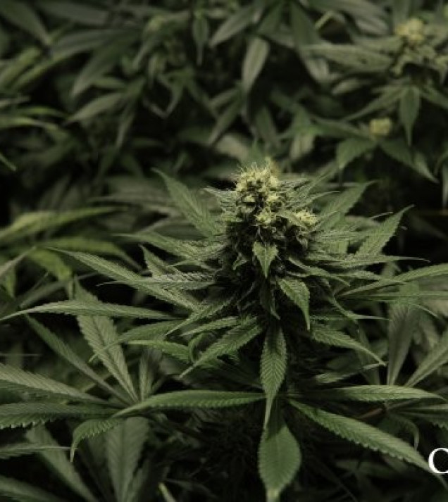 Critical Kush REBAJAS