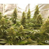 Critical Kush REBAJAS
