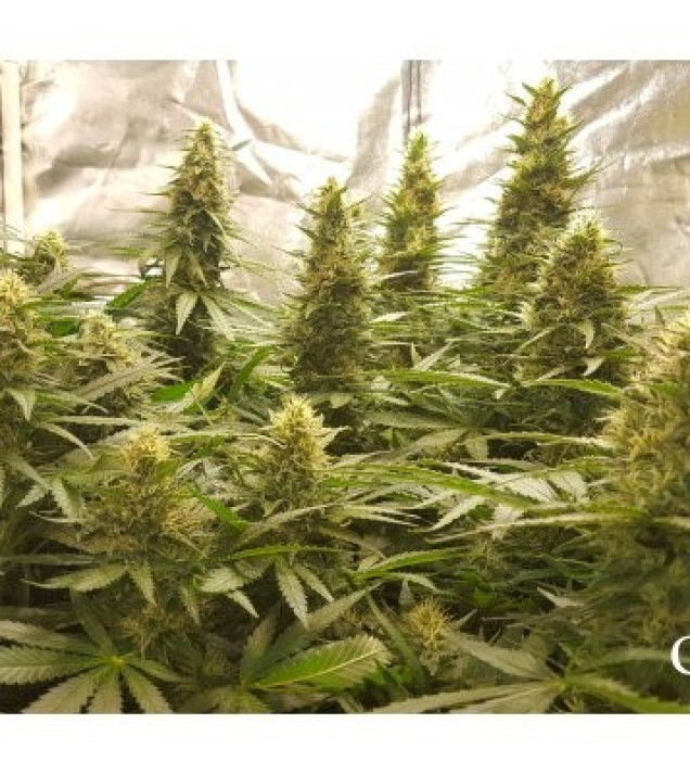 Critical Kush REBAJAS