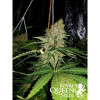 Critical Kush REBAJAS