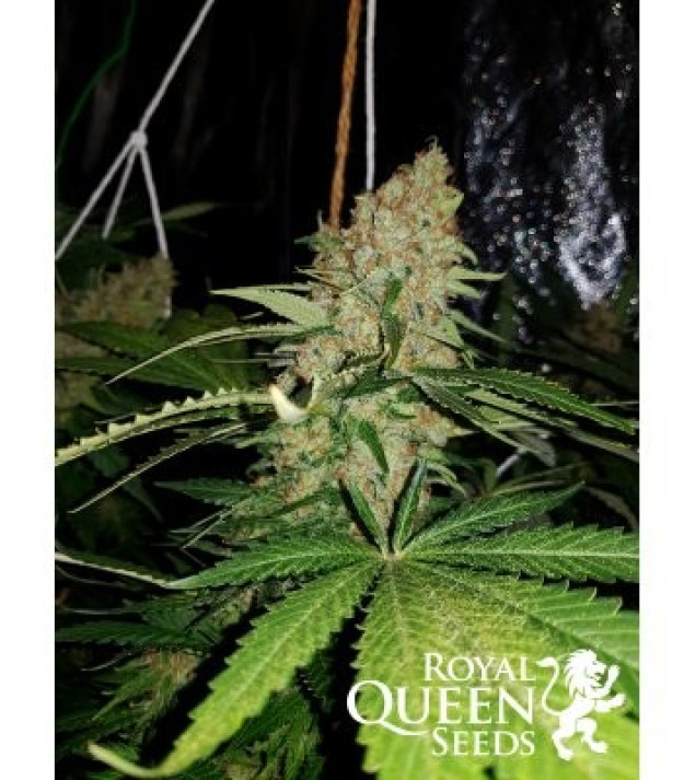 Critical Kush REBAJAS